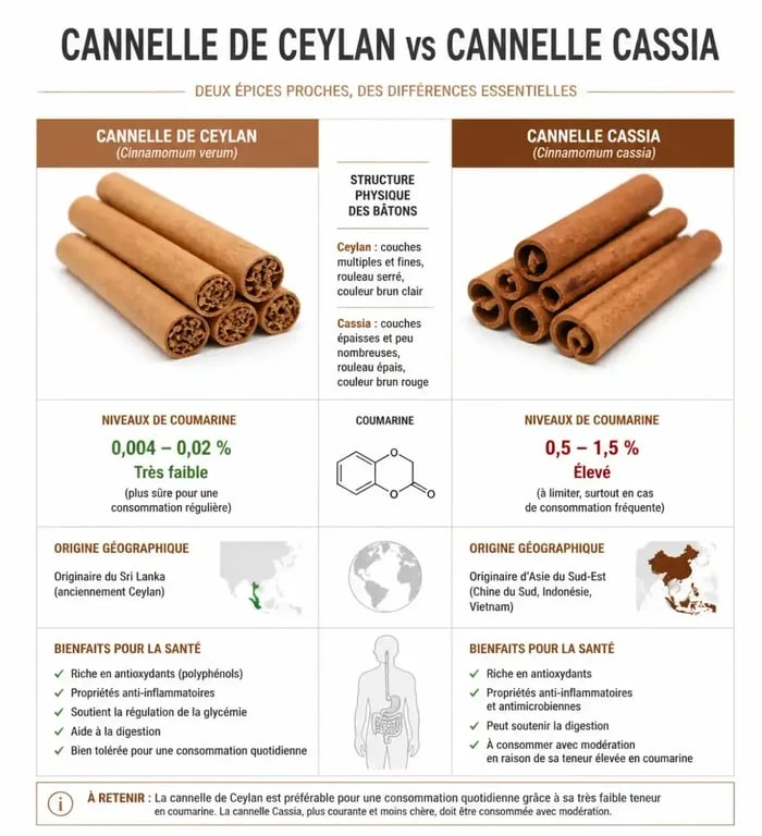 Infographie comparative : Cannelle de Ceylan vs Cannelle Cassia, différences de coumarine et bienfaits santé